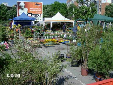 poze expo flora timisoara 2012