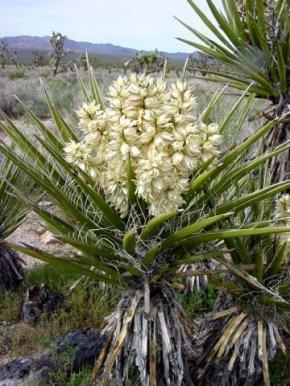 poze expozitie temporara plante rare ocrotite
