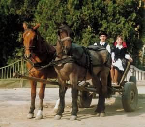 poze festival agricol