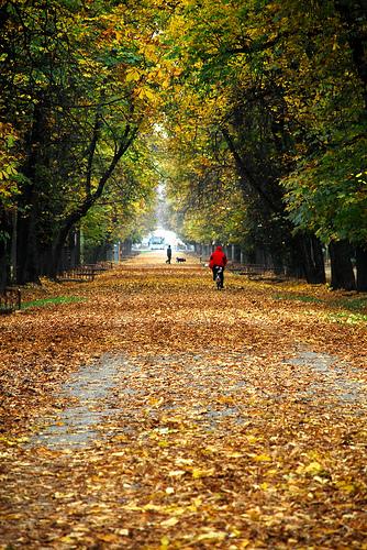 poze  marsul clujenilor pentru combaterea diabetului 