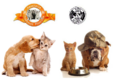 campanie de colectare de donatii pentru animalele din adaposturi