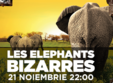 concert les elephants bizzares in tribute club