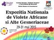 expozitia de violete africane si alte gesneriaceae