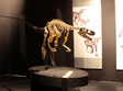 expozitia dinozauri giganti din argentina vine la grand cosmos