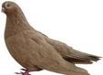 expozitie de porumbei la oradea