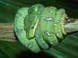expozitie de reptile vii la sibiu