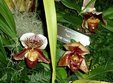 poze expozitie temporara plante rare ocrotite