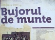 festivalul bujorul de munte sibiu 2011