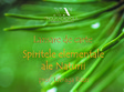 lansarea de carte spiritele elementale ale naturii