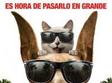 marmaduke 2010