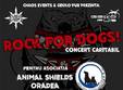 rock for dogs at gekko pub
