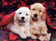 salonul interna ional oltenia dog show