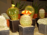 expozitie de cactusi la oradea  2