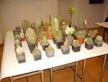 expozitie de cactusi la oradea  1