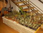 expozitie de cactusi la oradea  0