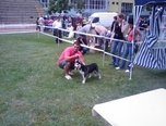 expozitie de frumusete canina c a c oradea 0