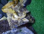 expozitie de reptile la oradea 0