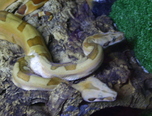 expozitie de reptile la oradea 1
