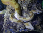 expozitie de reptile la oradea 2