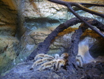 expozitie de reptile la oradea 4