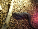 expozitie de reptile la oradea 6