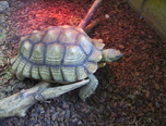 expozitie de reptile la oradea 7