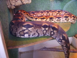 expozitie de reptile la oradea 8