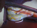 expozitie de reptile la oradea 10