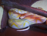 expozitie de reptile la oradea 11