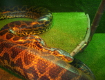 expozitie de reptile la oradea 13