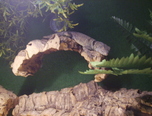 expozitie de reptile la oradea 18