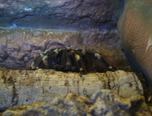 expozitie de reptile la oradea 19