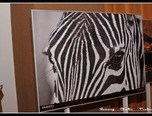 extreme africa 15 aprilie 2011 constanta  9