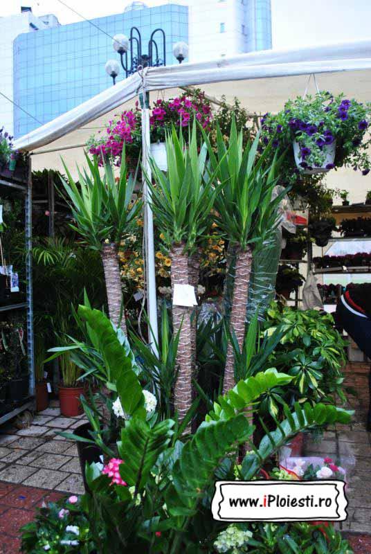 Expozitie de flori la Ploiesti