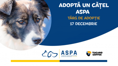 poze adopta un ca el aspa targ de adop ie 