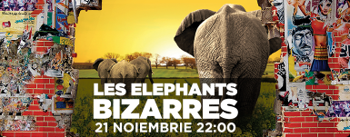 poze concert les elephants bizzares in tribute club