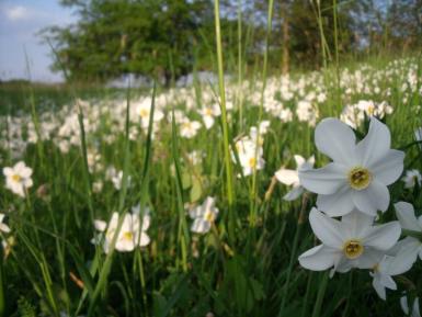 poze excursie poiana cu narcise castrul porolissum 