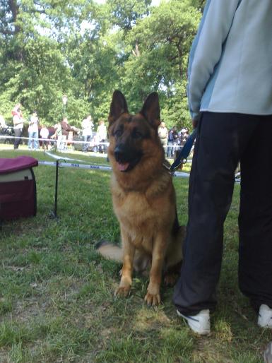 poze expozitie canina ape stadionul metalul