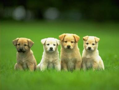 poze expozitie canina la timisoara