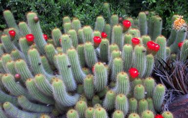poze expozitie de cactusi la satu mare