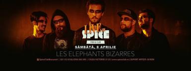 poze les elephants bizarres