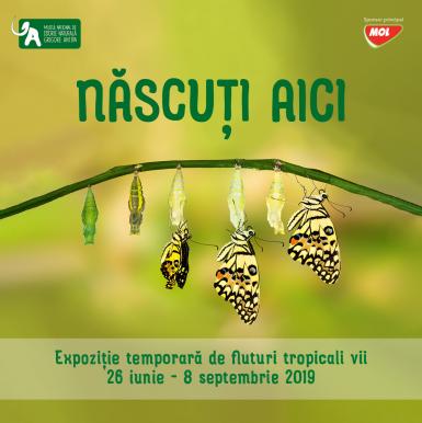 poze nascu i aici expozi ie temporara de fluturi tropicali vii