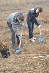 poze participa la ultimele zile de plantare de copaci din aceasta toamna 