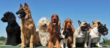 poze show canin si expozitie canina in parcul balcescu
