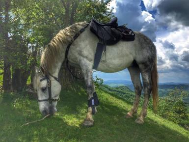 poze tabara de echitatie din slanic prahova