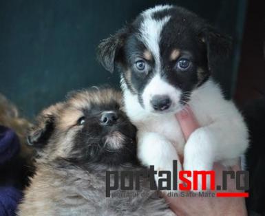 poze targ de adoptie a animalelor