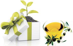 poze targ de produse bio
