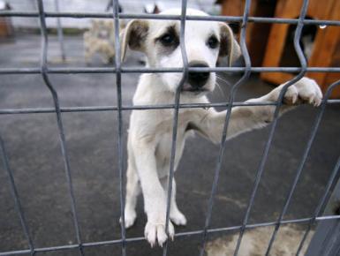poze targul de adoptii a cainilor comunitari