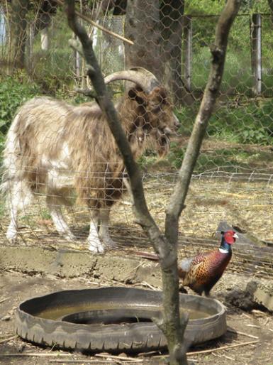 poze ziua internationala a animalelor