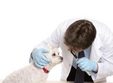 adunarea generala a colegiului medicilor veterinari
